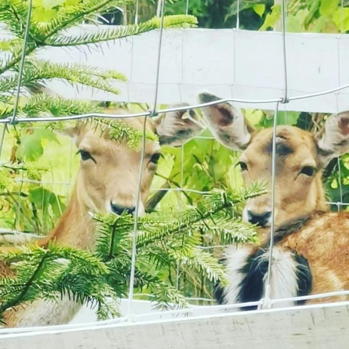Villa Babie Lato Wlodarka Esterno foto